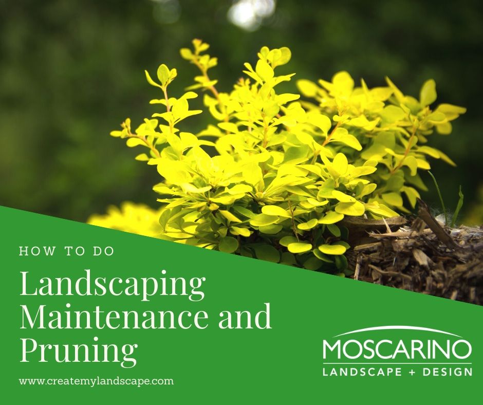 How To Do Landscaping Maintenance and Pruning
